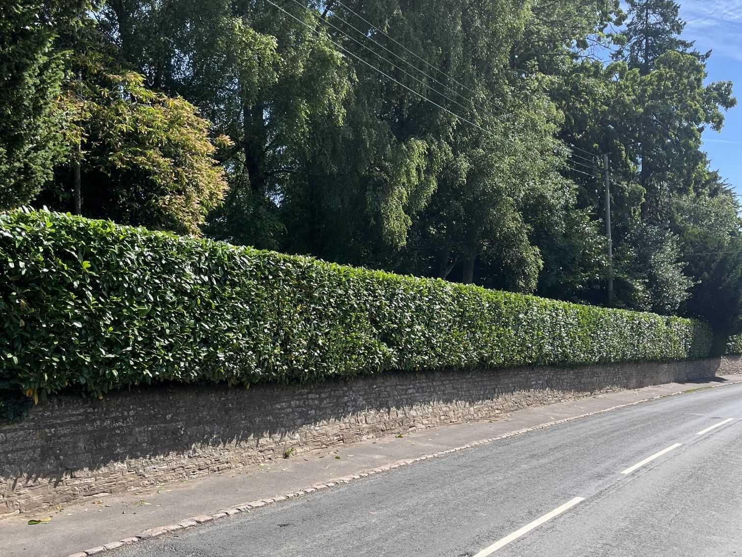A low, neatly trimmed hedge along a stone wall beside a road.